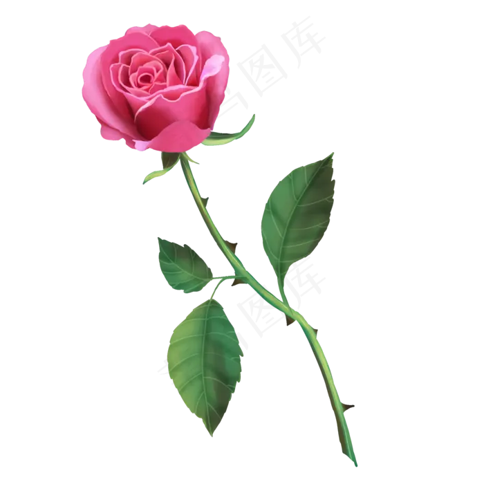 粉色玫瑰鲜花(2000X2000(DPI:300))psd模版下载