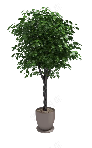 家居装饰树装饰盆栽,免抠元素