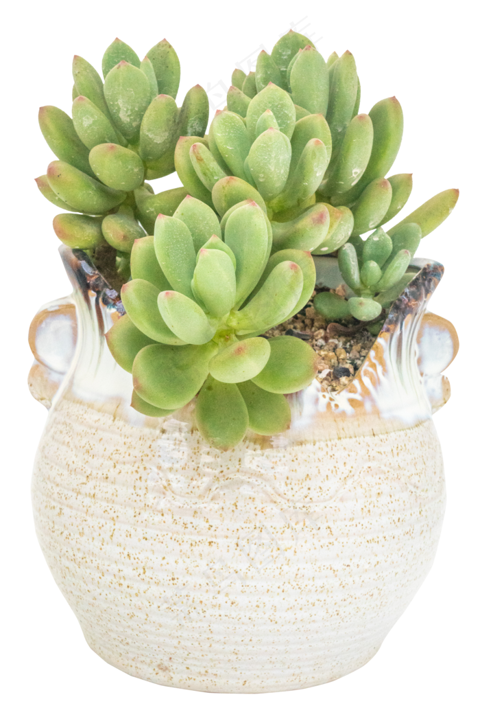 观赏多肉植物清新美人,免抠元素