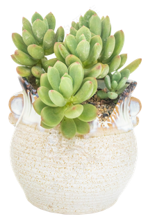 观赏多肉植物清新美人,免抠元素