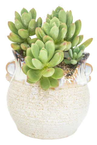 观赏多肉植物清新美人,免抠元素