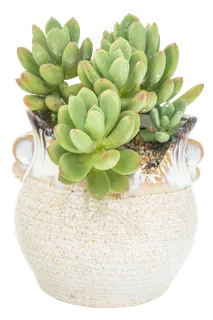 观赏多肉植物清新美人,免抠元素 观赏多肉植物清新美人,免抠元素