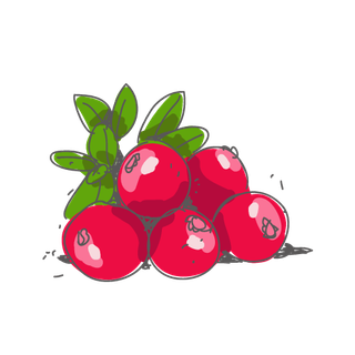 手绘蔓越莓矢量图片