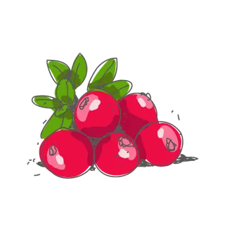 手绘蔓越莓矢量图片