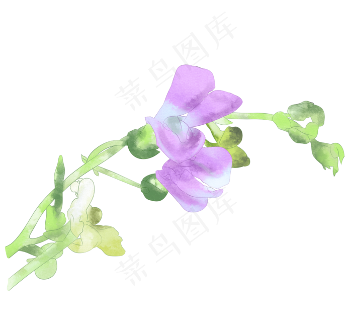 立秋手绘水彩四季豆花