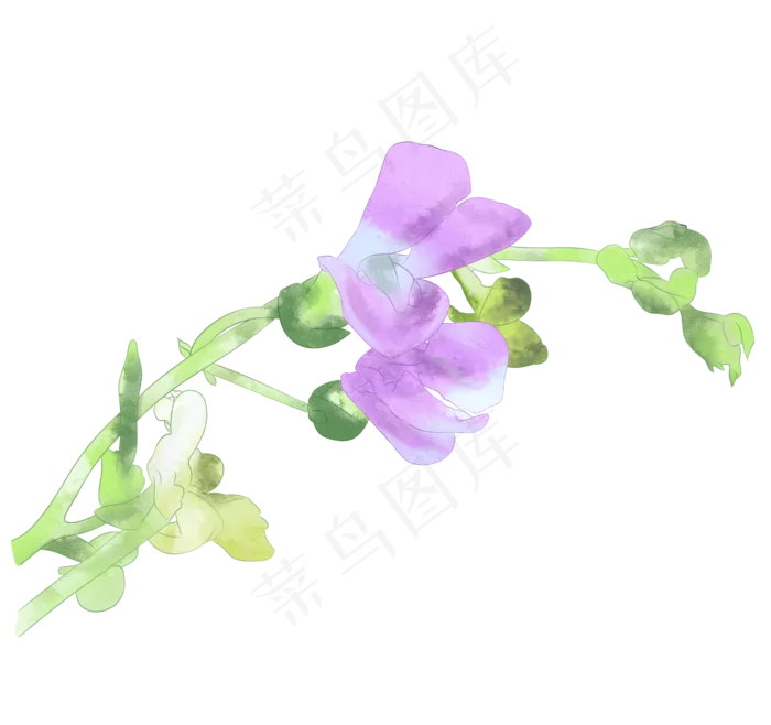 立秋手绘水彩四季豆花(2362X2220(DPI:299))psd模版下载
