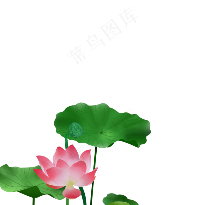 手绘荷花免抠节气素材