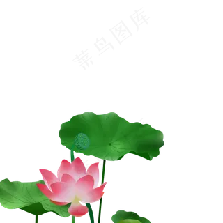 手绘荷花免抠节气素材
