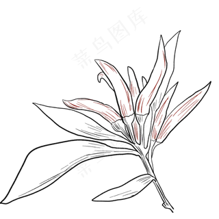 辣椒辣味卡通装饰蔬菜种植红色朝