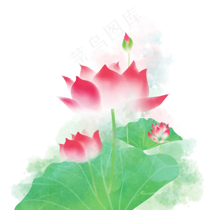 荷叶荷花莲子
