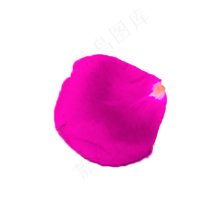 一片粉色玫瑰花瓣实物拍摄免抠