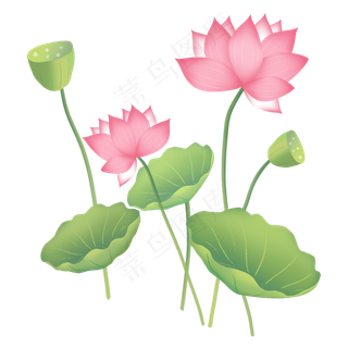 荷花荷叶莲蓬水中植物