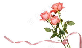 七夕鲜艳芬芳的玫瑰