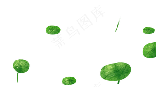 绿色植物荷花荷叶