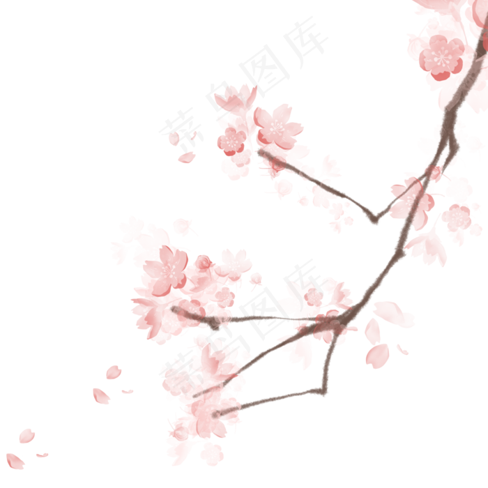 手绘杏花,免抠元素