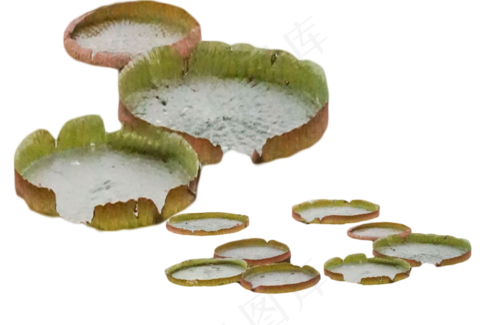 种植技术美丽水生花卉