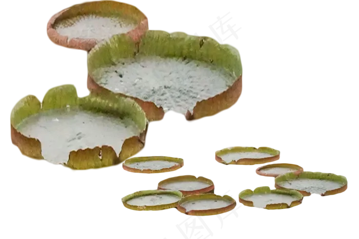 种植技术美丽水生花卉(2000X1333(DPI:350))psd模版下载