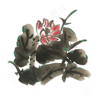 夏天清凉芙蓉手绘水墨