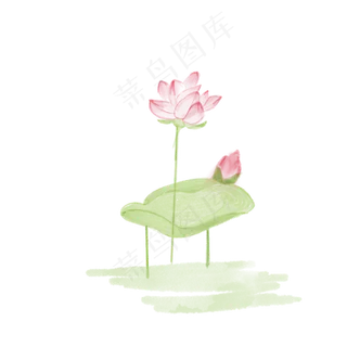 唯美荷花春季植物