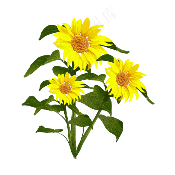 手绘花阳光清新向日葵(2000X2000(DPI:150))psd模版下载