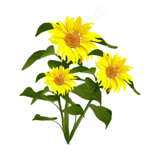 手绘花阳光清新向日葵
