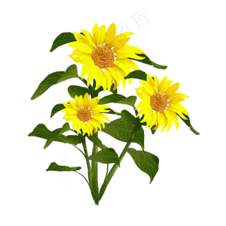 手绘花阳光清新向日葵 手绘花阳光清新向日葵