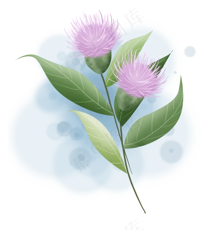 刺儿菜紫色花朵(2000X2158(DPI:299))psd模版下载