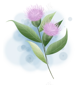 刺儿菜紫色花朵