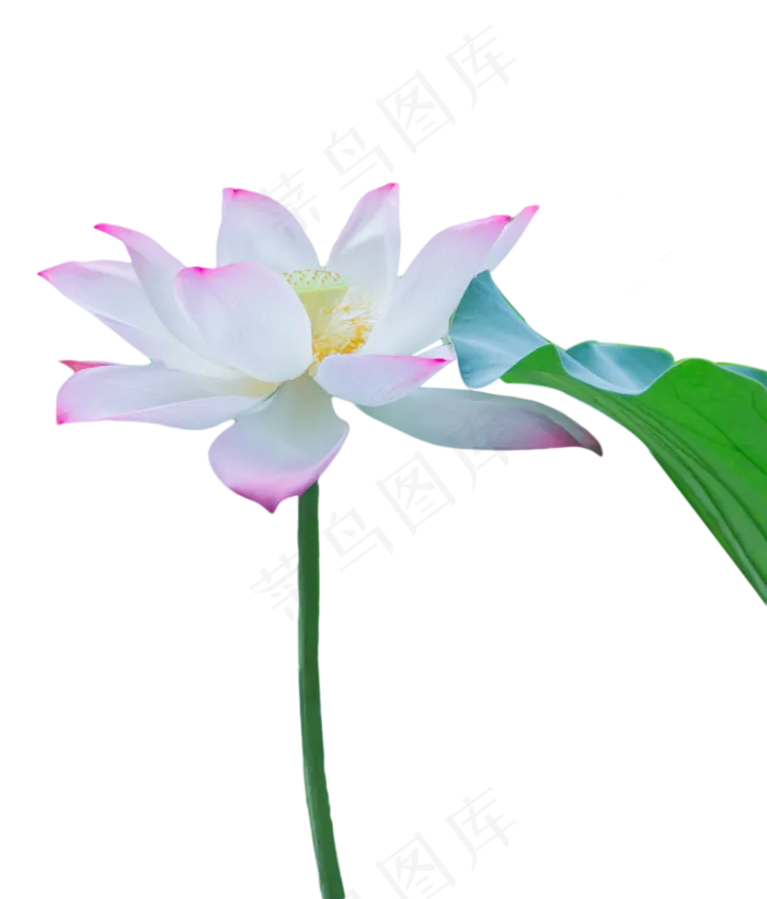 荷花荷叶(1333X1564(DPI:300))psd模版下载
