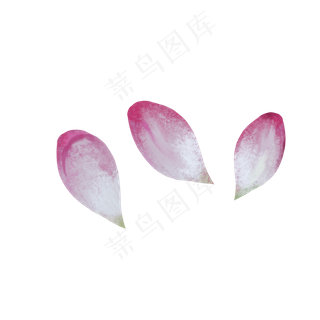 粉色荷花瓣