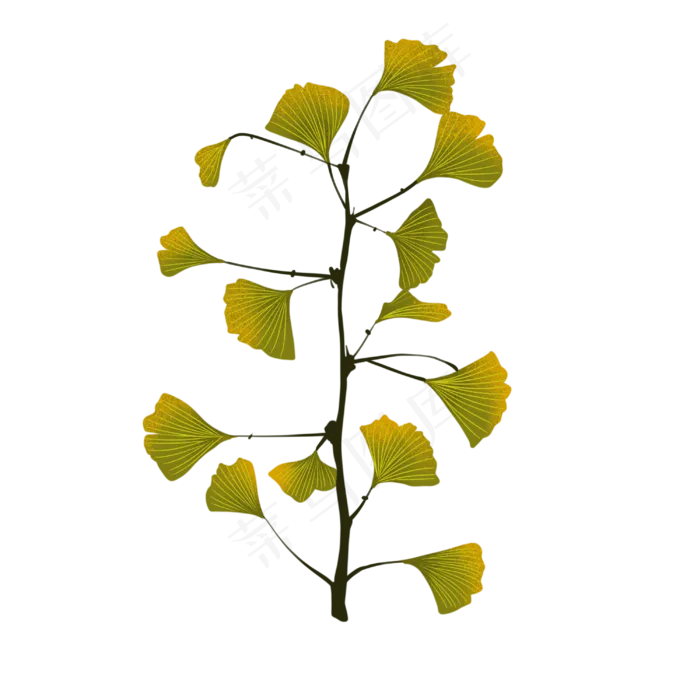 银杏树绿色树叶(3000X3000(DPI:300))psd模版下载