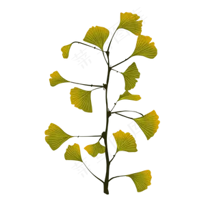 银杏树绿色树叶
