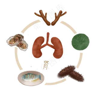 中医食疗补肾滋阴补阳,免抠元素