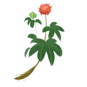 实物三七花