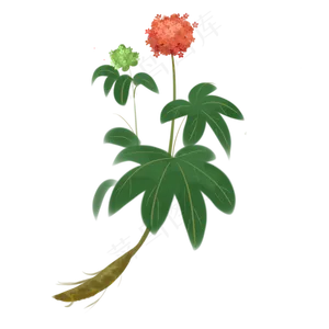 实物三七花