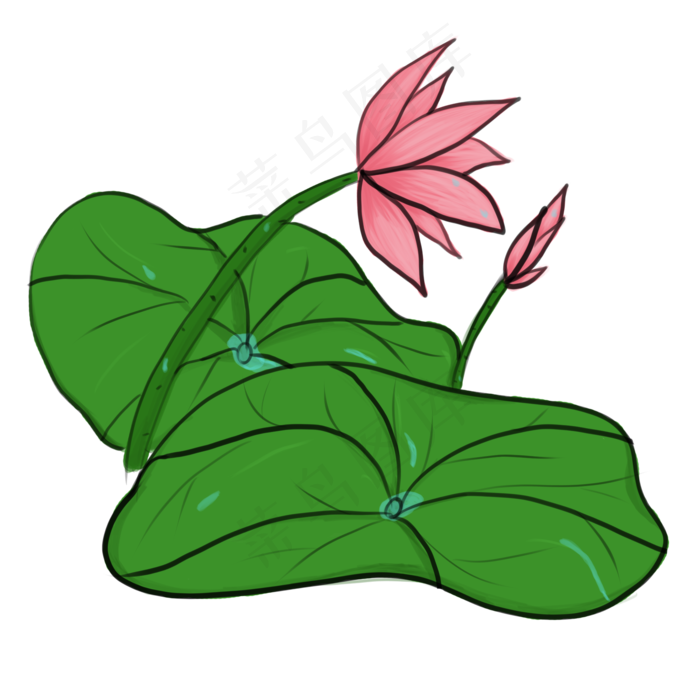 中国风手绘荷花PNG素材(2000X2000(DPI:300))psd模版下载