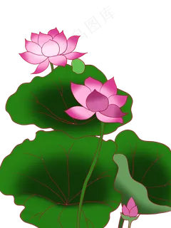 手绘卡通矢量荷花