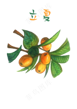 枇杷果实水果成熟节气农历PNG