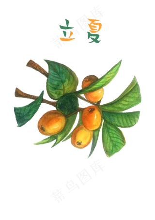 枇杷果实水果成熟节气农历PNG