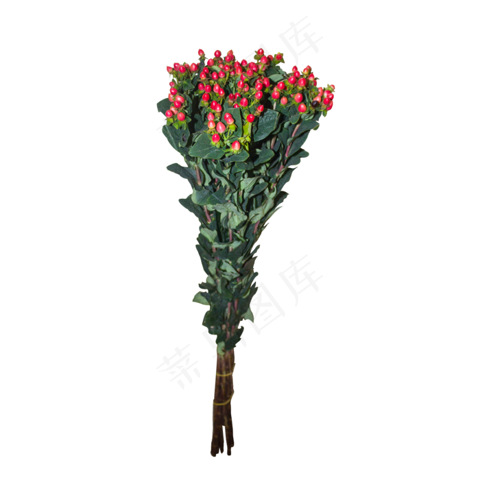 新鲜文艺红色花束植物(2000*2000px 300 dpi )