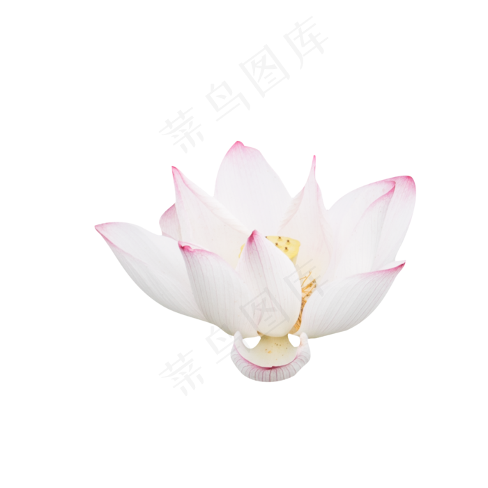 淡粉色荷花(2000X2000(DPI:300))