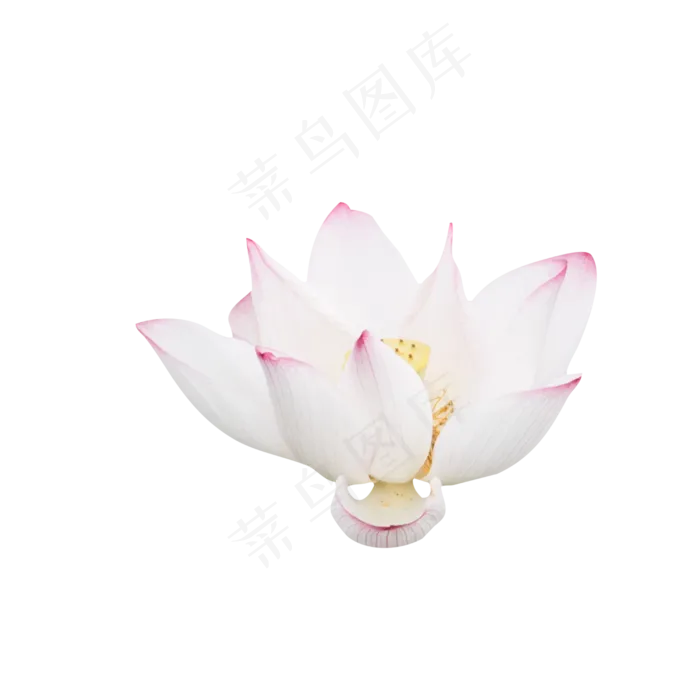 淡粉色荷花(2000X2000(DPI:300))
