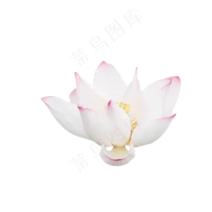 淡粉色荷花