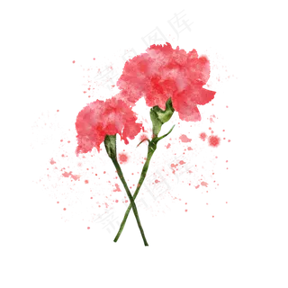 母亲节红色康乃馨花朵