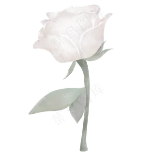 典雅手绘白色玫瑰花