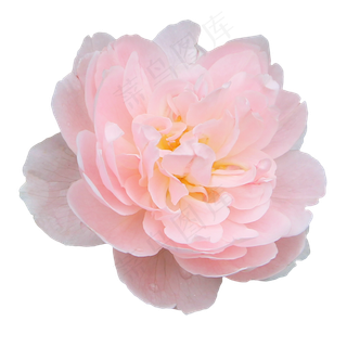 瑞典女王月季玫瑰