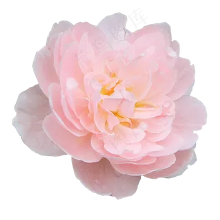 瑞典女王月季玫瑰