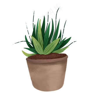 盆景绿色植物芦荟