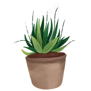 盆景绿色植物芦荟