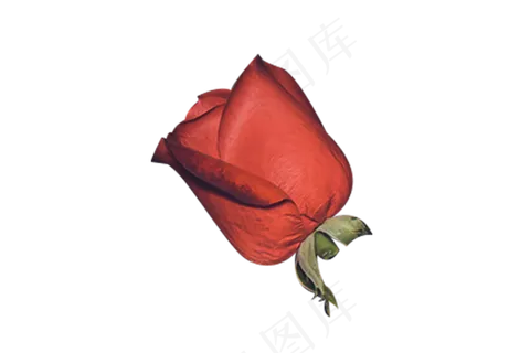 断枝红色玫瑰花一朵